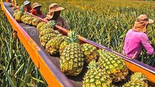 How American Farmers Pick Millions Of Pineapples - Pineapple Harvesting