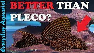 6 AWESOME Aquarium ALGAE EATERS That Arent Pleco Fish