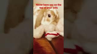Never Have Sex on Your Sofa #bunny #sex #valentinesdayspecial #godknows