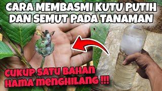 LANGSUNG HILANG ‼️CARA MEMBASMI KUTU DAUN PADA TANAMAN DENGAN PESTISIDA ALAMI