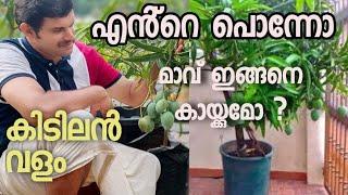 drum ൽ കുലകുത്തി കായ്ച്ച variety മാവുകൾ കേരളത്തിൽ ഉണ്ട് ഒരു  all season mango