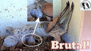 CRAZY Savage Male Kestrel Falcon Brings Live Prey Heartbreaking Sight Of A Helpless Bird