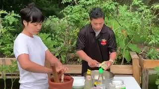 iu-mienh making mango salads in the backyard