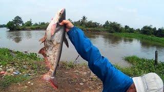 Câu cá tra sông Sài Gòn