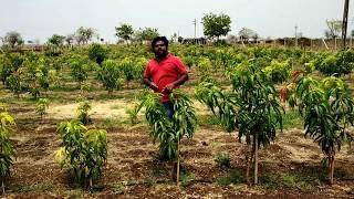 Mango Plantation By Israel Technique Ultra High Density Plantationइजराइल तकनीक द्वारा आम की खेती