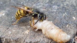 Wasps  Yellowjackets preying on Wax Moth larvae - UHD 4K