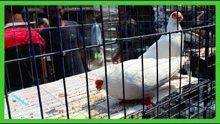 Biggest Pigeon Market In Bangladesh  Prince Bird  kabootar Price