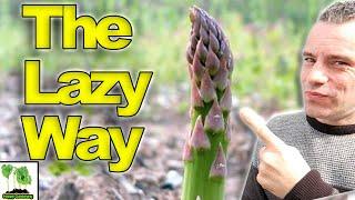 How To GROW Asparagus   The LAZY Way