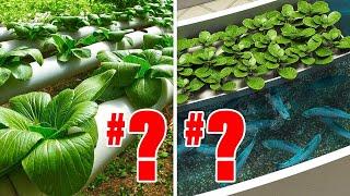 Hydroponics VS Aquaponics.. Heres Which Ones REALLY Better