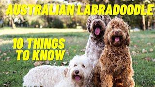 Australian Labradoodle - Top 10 Things To Know About the Australian Labradoodle Puppies and more