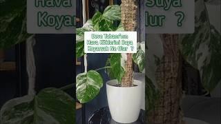 Deve Tabanı monstera bakımında ince bir detay. Bunu dene  #monstera #monsteraplant #keşfet