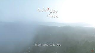 Hills Stations of Tamil Nadu that You Must Visit  Enjoy the Enchanting Flavours  The Nilgiris