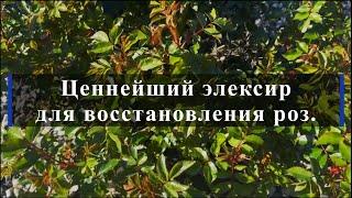 Ценнейший эликсир для восстановления роз. Питомник растений Е. Иващенко