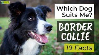 Is a Border Collie the Right Dog Breed for Me?  19 Facts About Border Collies