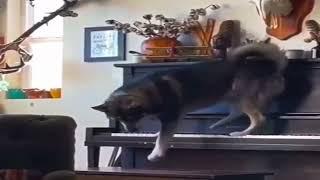 Хаски играет на пианино