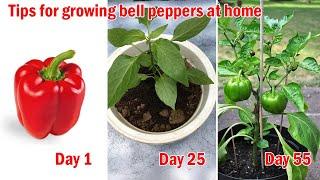 Tips for growing bell peppers at home easy for beginners