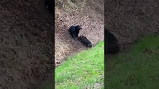 Black Bear VS Wild Hog - GatlinburgTN.