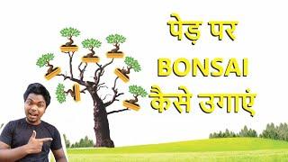 Grow Bonsai on tree   jade  hindi