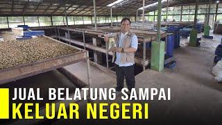 Budidaya Maggot Modal Sampah Jadi Rupiah