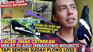 BEGINI SEKARANG KACER INI ⁉️ KACER JINAK NANGKURAN NGERIWIK SUDAH PLONG LOSS ‼️ Tapi...