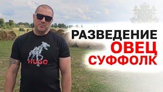 Разведение овец породы Суффолк Овцы породы Суффолк в России Овцеводство