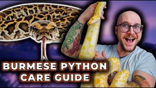 The BETTER BALL PYTHON Burmese Python Care Guide 2024