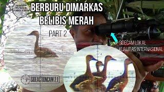 NYANGGONG VS NGERAMBO  PART 2 BERBURU BELIBIS DI BEKAMBIT  LONG RANGE  SIDEACTIONCAM GOPRO