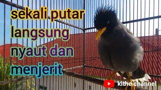 masteran burung jalak kebo untuk pancinganlangsung nyaut dan menjerit