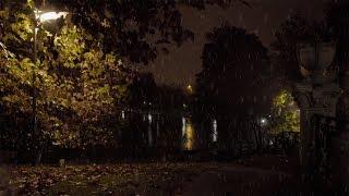 Relaxing Natural and Detailed Sound of Rain on Tree Leaves Near the Lake at Night