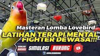 HANYA 10 DETIK LB LANGSUNG IKUTAN GACOR  Simulasi Lomba Lovebird Betina FIGHTER 2022