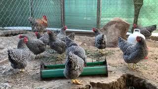 AmrocksBielefelder Kennhuhn.                         Породистая птица Амрокс Билифельдер. 10.09