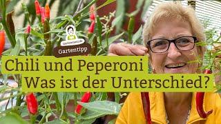 Was ist der Unterschied zwischen Chili und Peperoni?