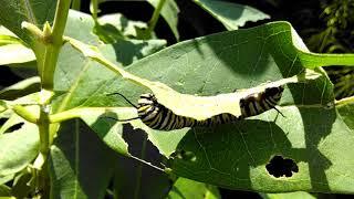 Danaus plexippus 09-11-17