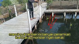 mancing ikan petek 5 jarian di tambak tanjung pasir #mancing