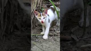 Cute street cat baby#shorts #streetcats  #kitten