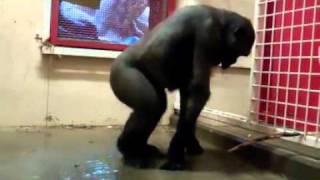 Un gorille danse le hip hop dans sa cage