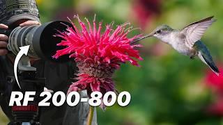 Can the Canon RF 200-800 Keep Up with Hummingbirds?