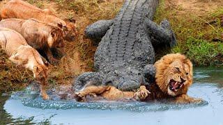 Crazy Mad Crocodile Fierce Attack & Kill King Lion The End of King