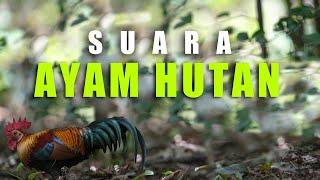 Suara AYAM HUTAN Jantan Berkokok