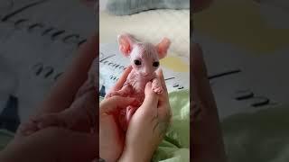 Pawsitively Adorable Tiny Puppies Spreading Mega Cuteness #shorts  #funny #alien