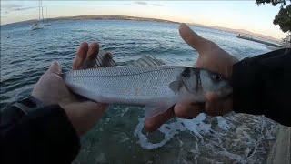 Seabass fishing on topwater lure Xorus Patchinko 100