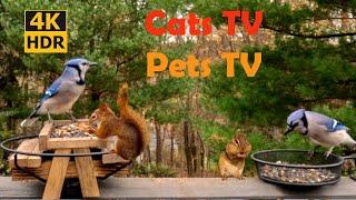 Action Packed Cats TV Pets TV