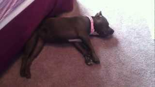 pitbull barking in sleep