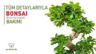 Tüm Detaylarıyla Bonsai-Ficus Microcarpa Bakımı Gardenkoala