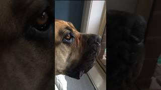 Big Boerboel Singing for Her Owner#shortsfeed #viral #trending #boerboel