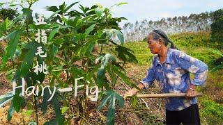 Hairy-fig不是椰子但有椰香，五指毛桃又稱五指牛奶，阿婆挖回燉一鍋靚湯｜Chinese Food  广西 美食  玉林阿婆