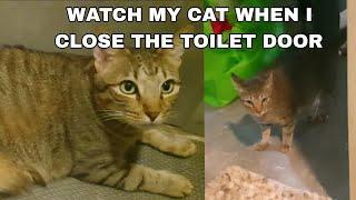 Watch My cat when i go to the toilet and close the door  CatsLifePH