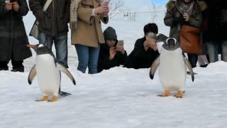 小樽水族館 企鵝雪上散步 巧可愛
