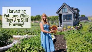 Harvesting Potatoes While They are Still Growing New Potatoes Picked by Hand From Raised Beds