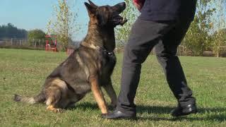 German Shepherd Ultimate Obedience-Fast and highly responsive to every command.